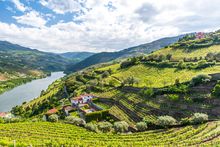 Spring landscape in the Douro Valley