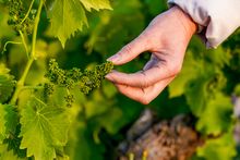 Hand-inspecting grape flowers in spring
