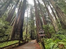 Catherdral Grove in Muir Woods National Monument