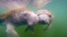 Manatees
