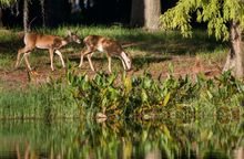 Brooker Creek Reserve