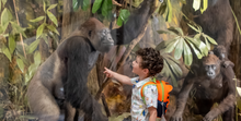 Powell-Cotton Museum - Boy and Gorilla