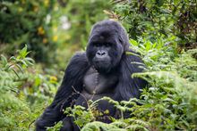 Mountain gorilla, Rwanda