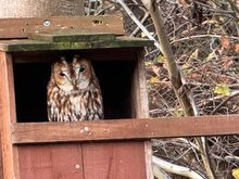 An owl has recently taken up residence in Kynren's nest boxes