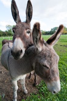 Donkey Island Sanctuary