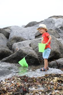 Rockpooling at Holywell