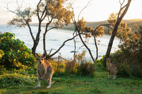 Wallabies at North Stradbroke Island lookout.