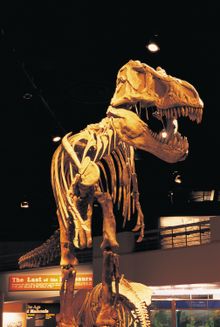 Have Your Own Dinosapien Adventure In Alberta�s Badlands For Less Than �100