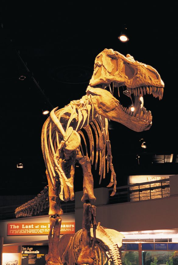 Have Your Own Dinosapien Adventure In Alberta�s Badlands For Less Than �100
