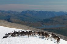 Reindeer Migration