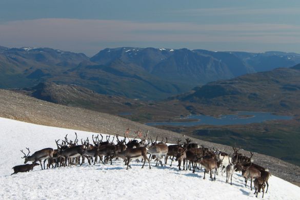 Reindeer Migration
