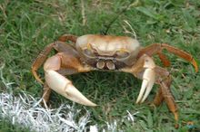 Crab racing, Tobago 