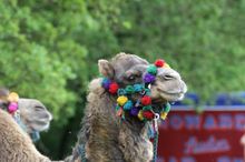 Camels and family fun