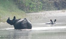 Rhinos in early morning mist in Chitwan National Park