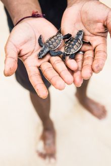 Turtles at Nihiwatu, Sumba Island