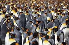 King Penguins which can be seen on an APT Antarctica Cruise to South Georgia