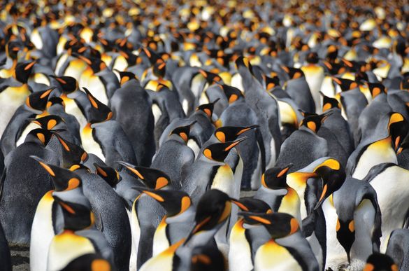 King Penguins which can be seen on an APT Antarctica Cruise to South Georgia