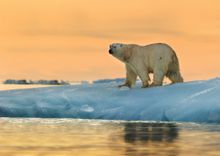 Polar bears in the land of the midnight sun