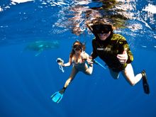 Swim with Whales
