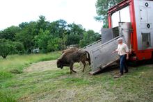 Bison rewilding, Romania