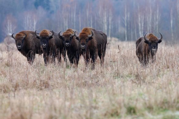 Bison, Romania