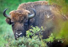 Bison, Romania