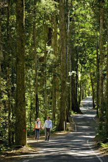 World Heritage listed Lamington National Park