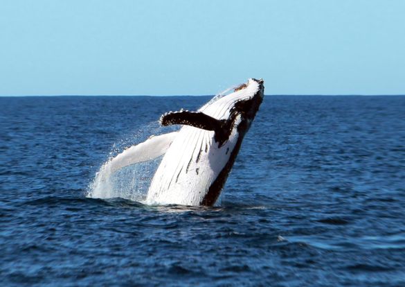 Big breach