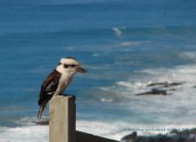 Laughing Kookaburra by the ocean