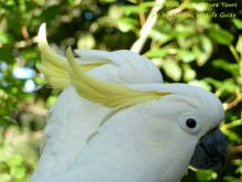 Sulphur-crested Cockatoos