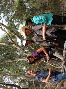 watch koalas in the wild!