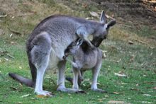 watch wild kangaroos play with their babies
