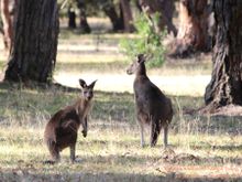 kangaroos in the wild