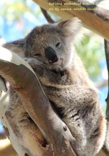 wild koala