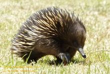 a wild Echidna