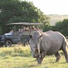 Rhino spotting on Kids Safari