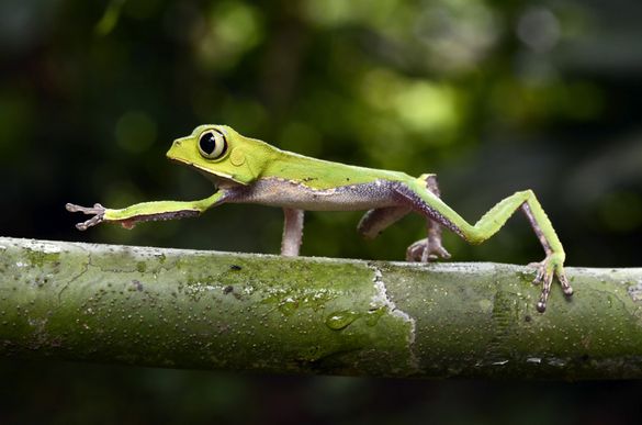 Tree Frog Manu Biosphere