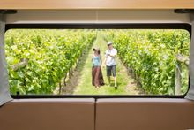 Maui Motorhomes Wine Havens - View from inside camper van
