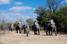 Safari on a Elephant