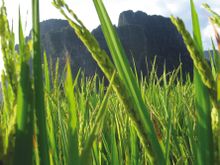 Vang Vieng Experience