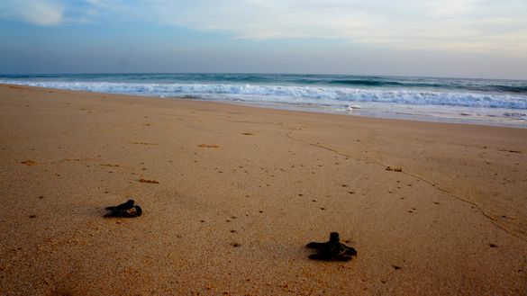 Many students travel to remote areas for conservation projects