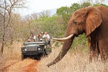 Safari Game Drive at Thanda