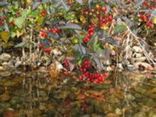 Autumn berries