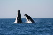 Whale watching near August in WA's South West