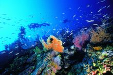Diving in the Whitsundays