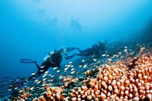 Diving the Great Barrier Reef, The Whitsundays