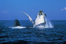 Spot a whale during whale season in the Whitsundays