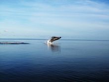 Spot a whale during whale season, The Whitsundays