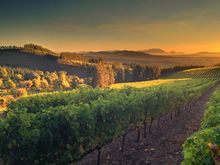 Autum at  Delhiem Wine Estate