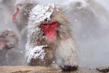 Snow Goddess Retreats - Japanese Snow Monkey